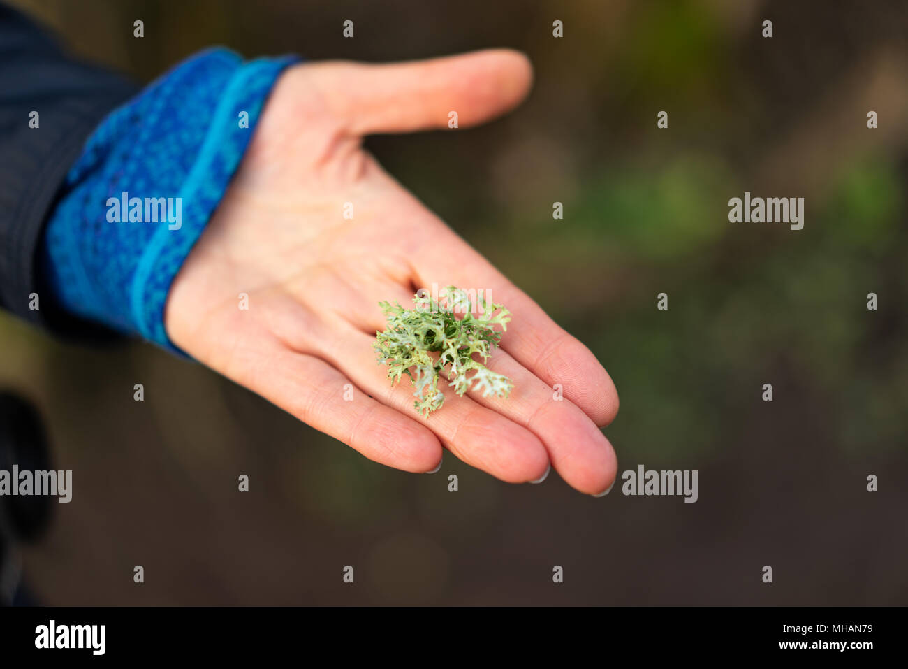 Il Lichen essendo tenuto in mano di una giovane donna Foto Stock