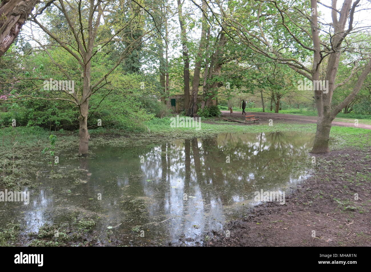 Una passeggiata attraverso i boschi a Delapre Abbey nella periferia di Northampton ti porta a pozzanghere fangose e piuttosto tree riflessioni. Foto Stock