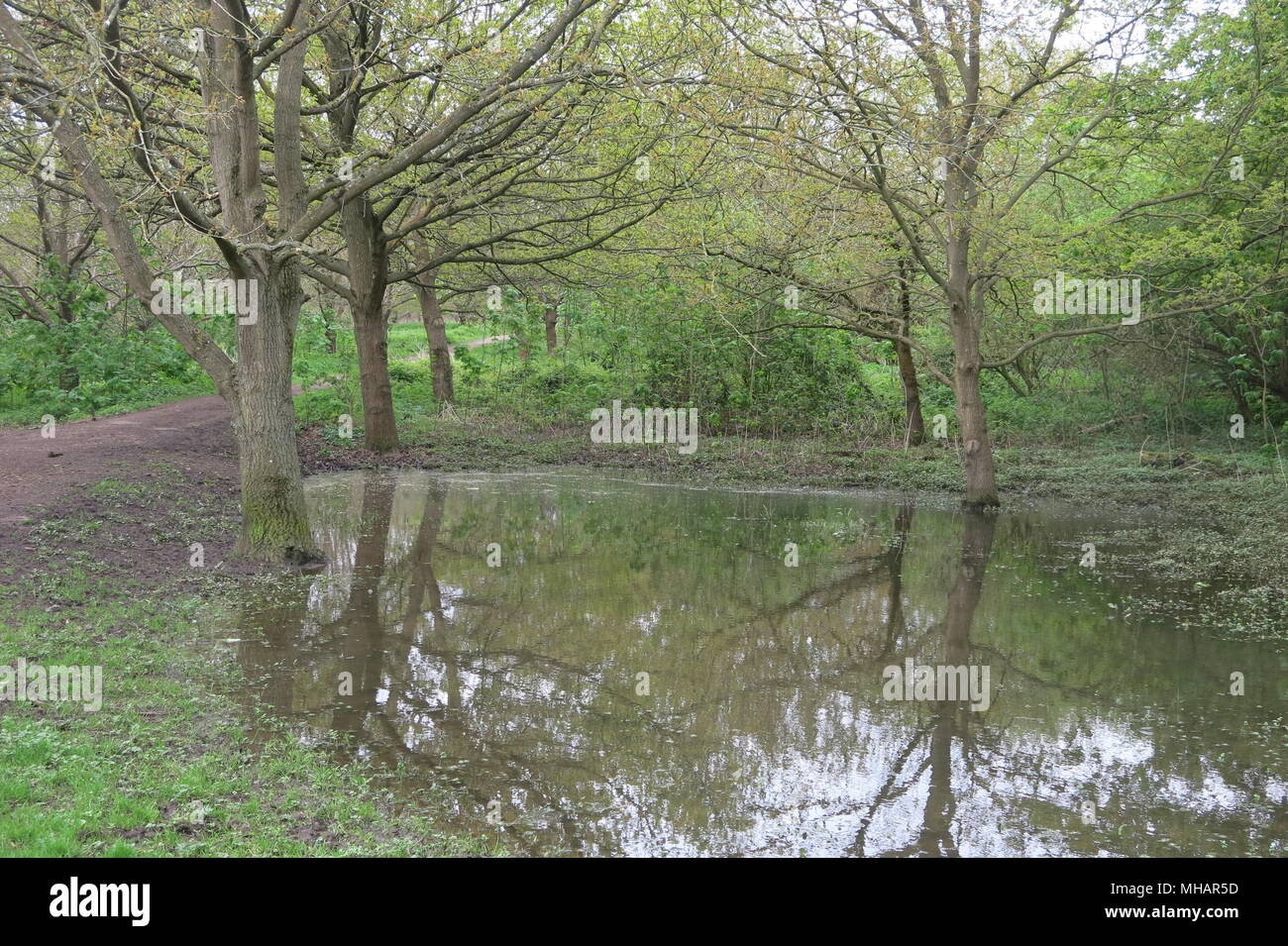 Una passeggiata attraverso i boschi a Delapre Abbey nella periferia di Northampton ti porta a pozzanghere fangose e piuttosto tree riflessioni. Foto Stock