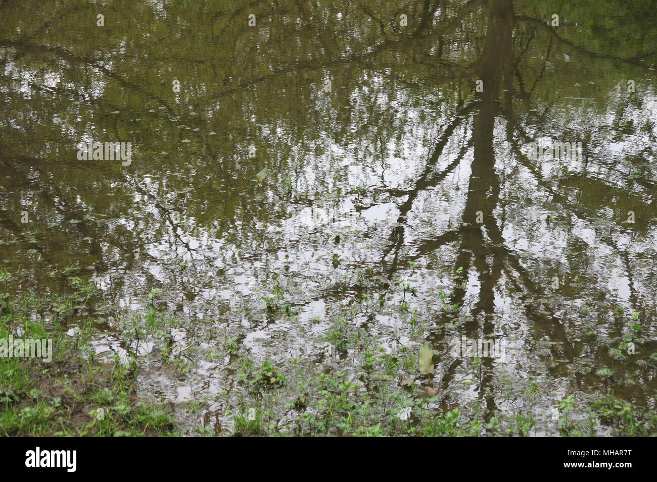Una passeggiata attraverso i boschi a Delapre Abbey nella periferia di Northampton ti porta a pozzanghere fangose e piuttosto tree riflessioni. Foto Stock