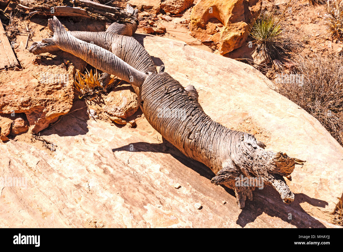 Registro unico lungo il Kachina Bridge Trail in Utah Foto Stock