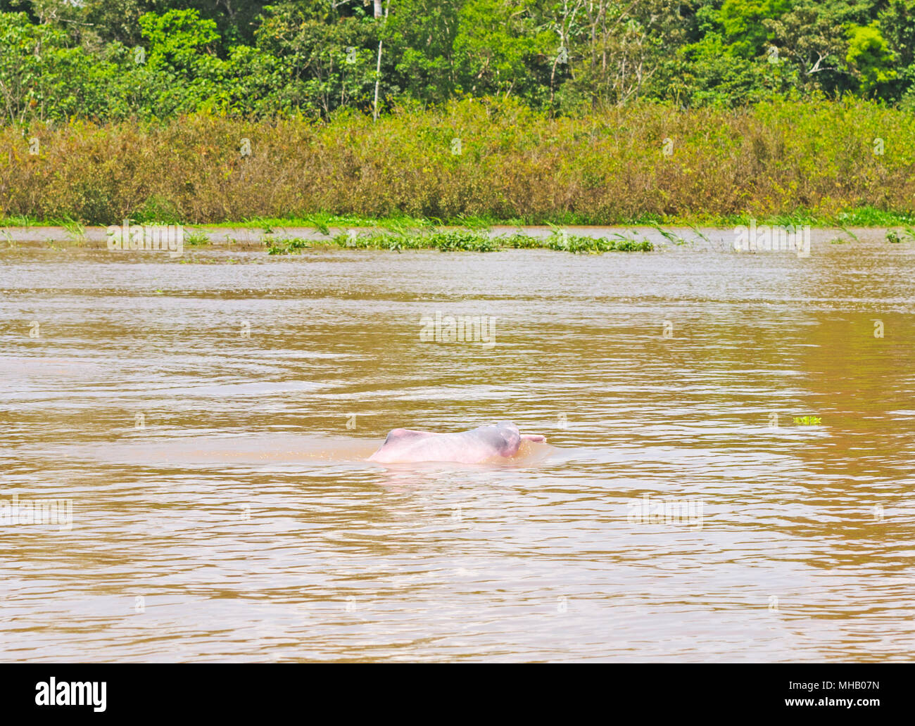 Delfino rosa nell'Amazzonia peruviana Foto Stock