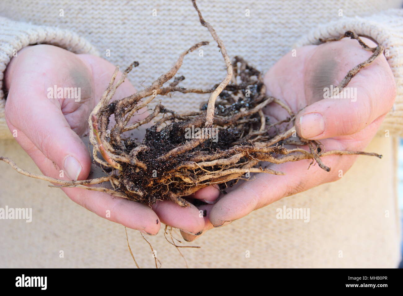 Gli asparagi 'Guelph millennio' corone pronti per la semina, REGNO UNITO Foto Stock