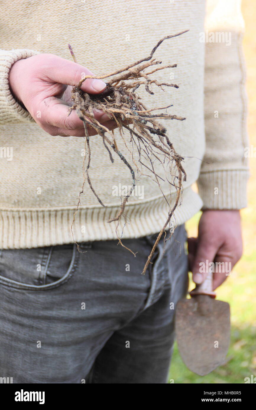 Gli asparagi 'Guelph millennio' corone pronti per la semina, REGNO UNITO Foto Stock
