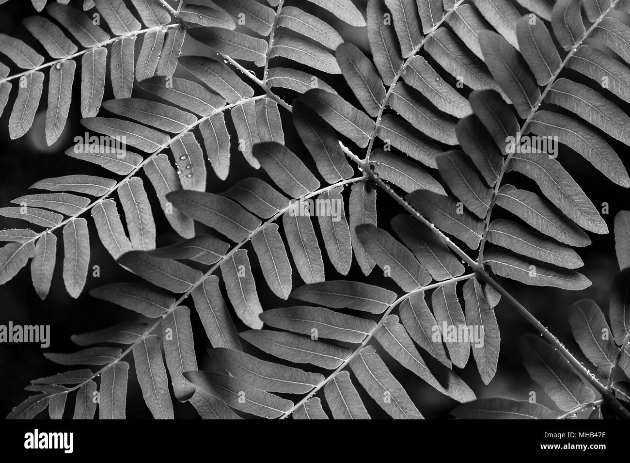 Giardino Botanico con Fern close-up di goccioline di acqua modelli natura in bianco e nero Foto Stock