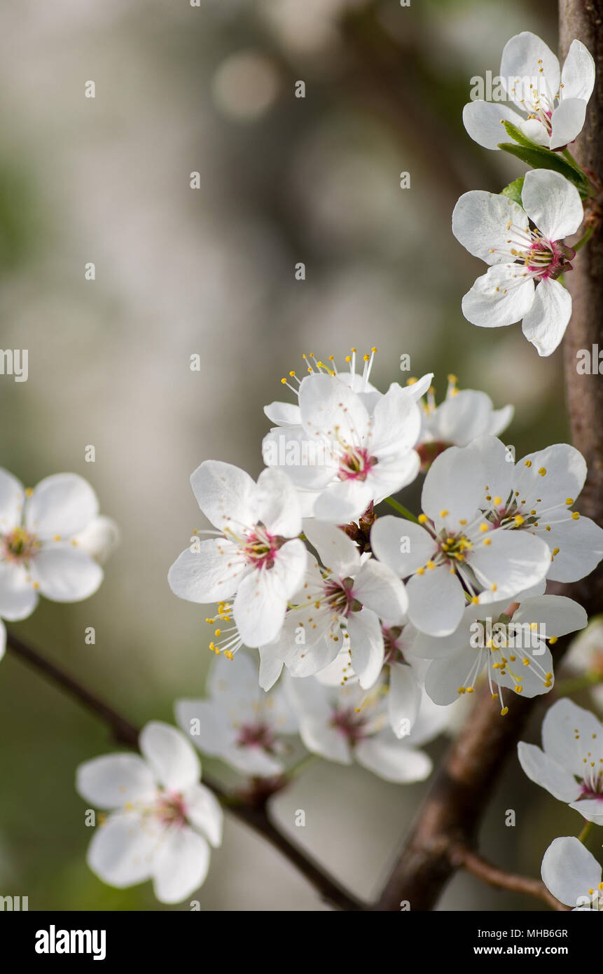 Blooming wild susino in condizioni di luce diurna. Fiori bianchi in piccoli gruppi su un selvatico susino filiale. Foto Stock