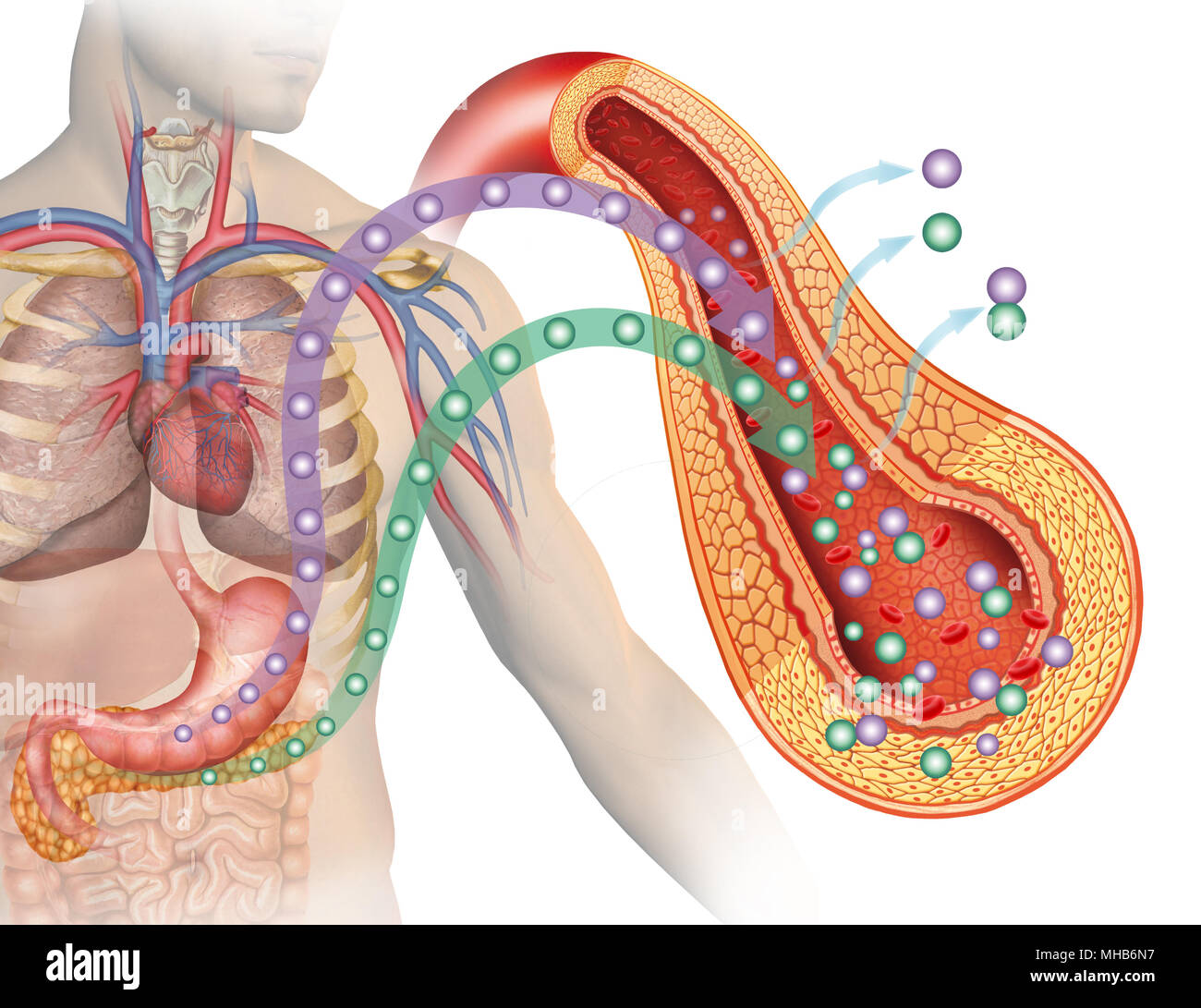 Glucosio e insulina nel diabete, illustrazione descrittiva che mette in risalto il pancreas e lo stomaco nella produzione di glucosio e insulina. Foto Stock