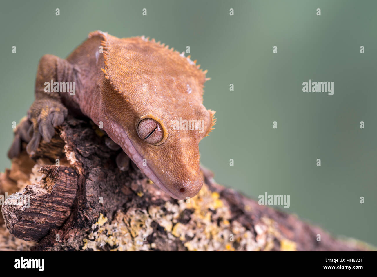 Crested Gecko. Isolati contro un muto sfondo verde. Focus su gli occhi. Camera per copia. Foto Stock