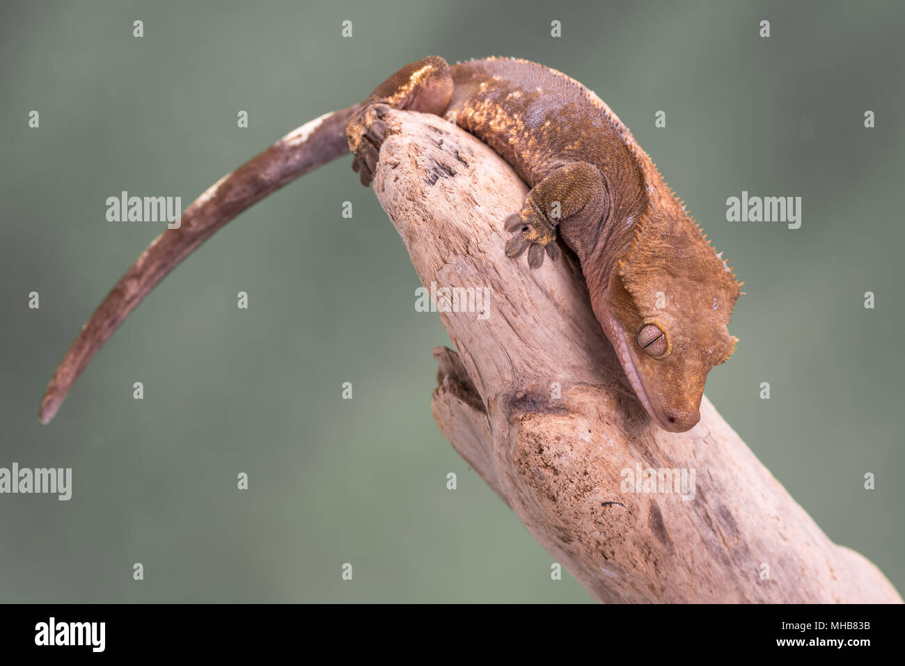 Crested Gecko. Isolati contro un muto sfondo verde. Focus su gli occhi. Camera per copia. Foto Stock