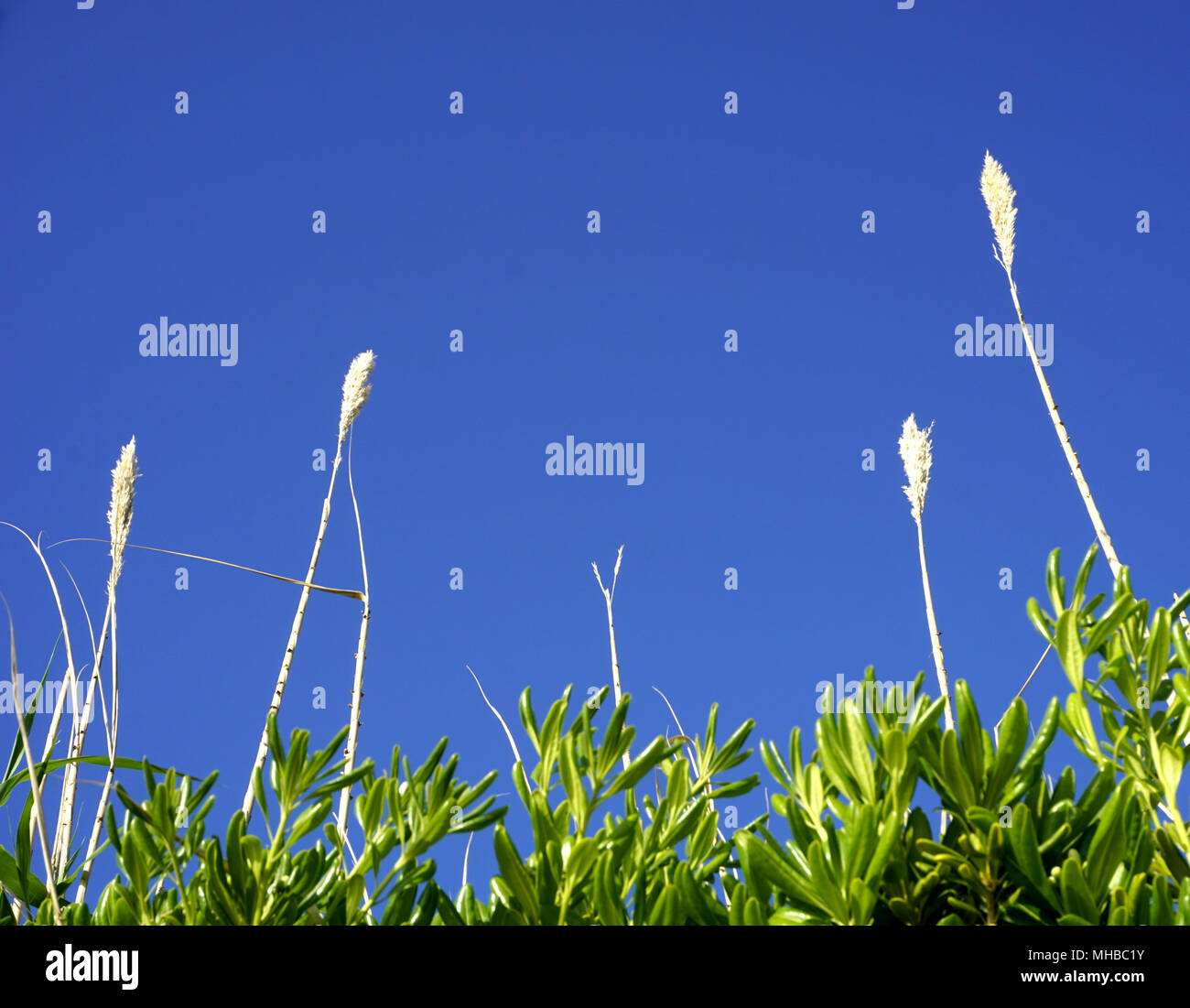 L'offerta di fiori sulla parte superiore del grande reed erba e foglie verdi della pianta mediterranea Myrtus communis, mirto, con sky in turchese colore blu. Col Foto Stock