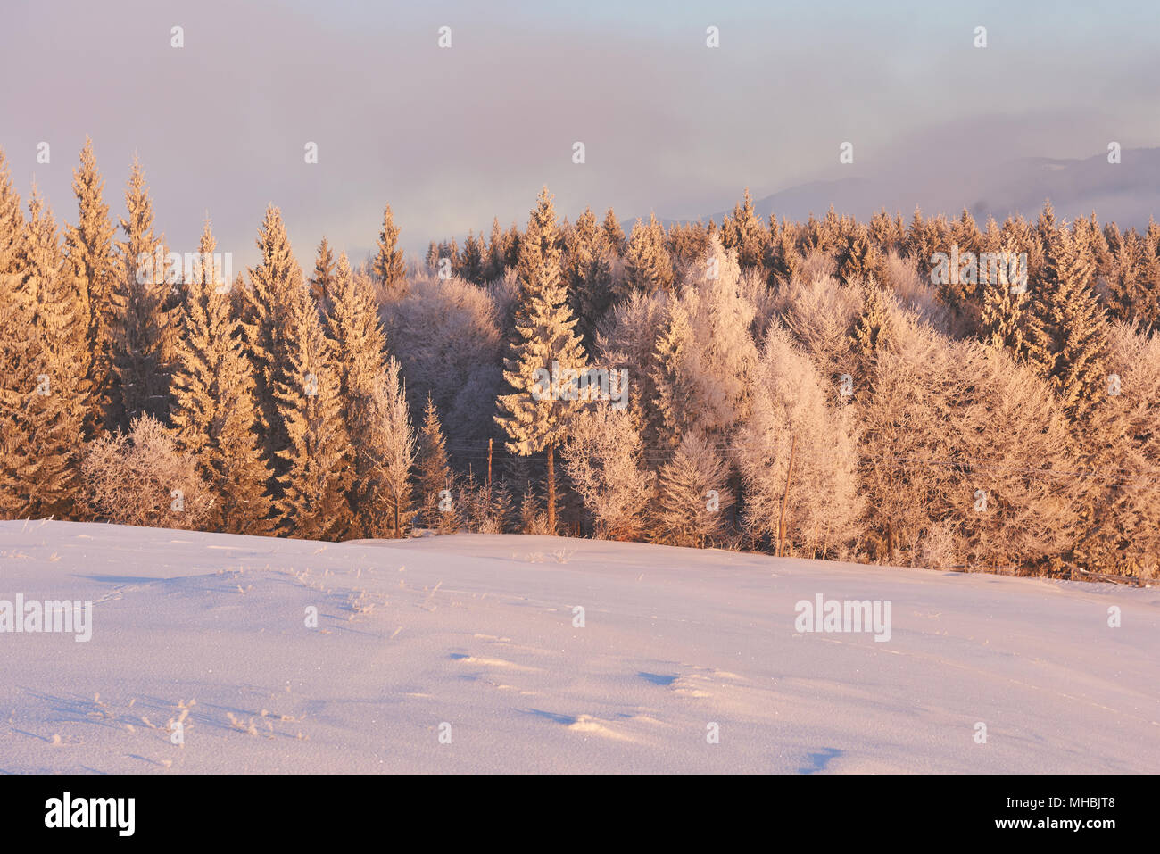 Paesaggio di inverno alberi e recinzioni in brina, sfondo con alcuni punti salienti morbido e fiocchi di neve Foto Stock