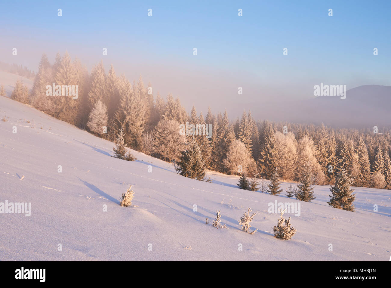 Paesaggio di inverno alberi e recinzioni in brina, sfondo con alcuni punti salienti morbido e fiocchi di neve Foto Stock