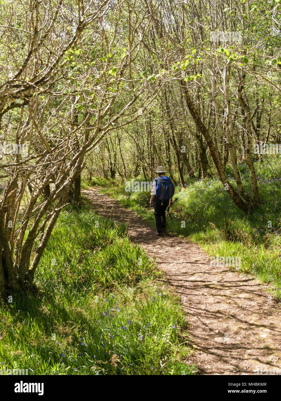 Femmina a piedi attraverso verdi boschi sulla strada forestale in primavera Foto Stock