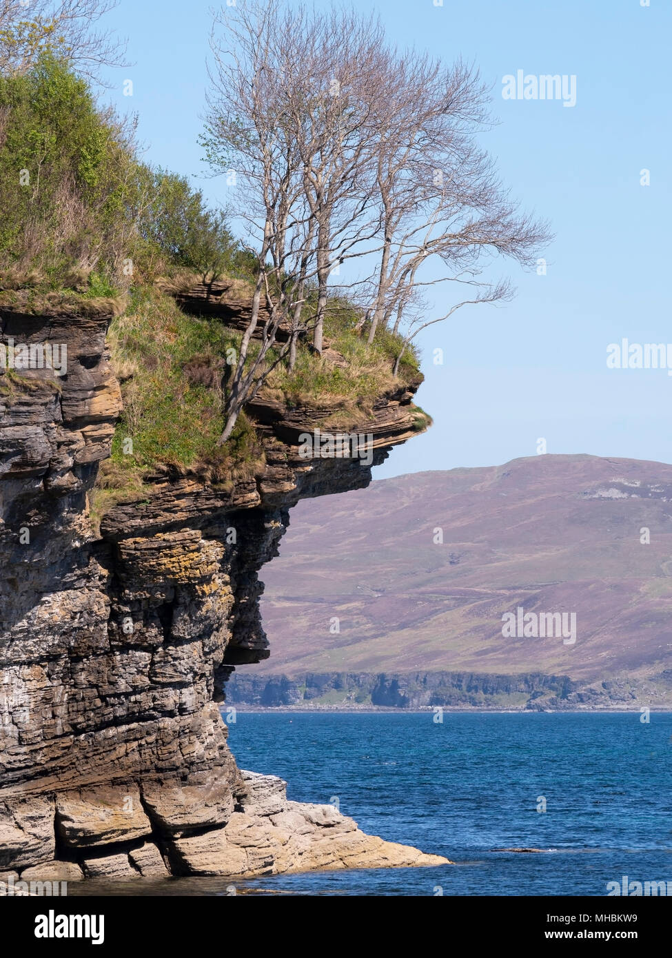 Argento di betulle crescente sul sovrastante erose scogliere sul mare vicino a Elgol, Isola di Skye, Scotland, Regno Unito Foto Stock