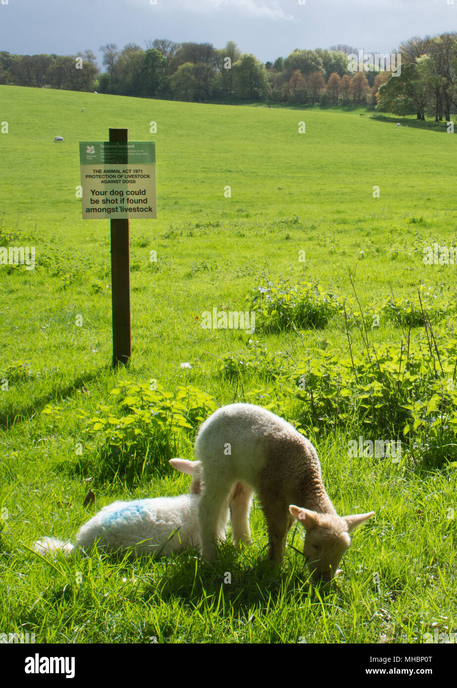 Sign in campo con due agnelli in attestante l'animale act 1971 protezione del bestiame contro i cani - il vostro cane potrebbe essere sparato se trovato tra il bestiame Foto Stock