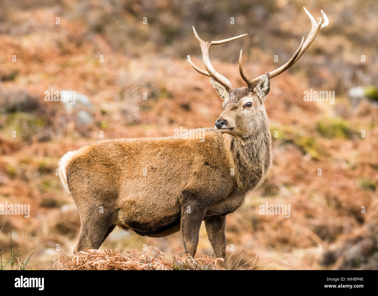 Il cervo (Cervus elaphus), Highlands scozzesi, Scotland, Regno Unito Foto Stock