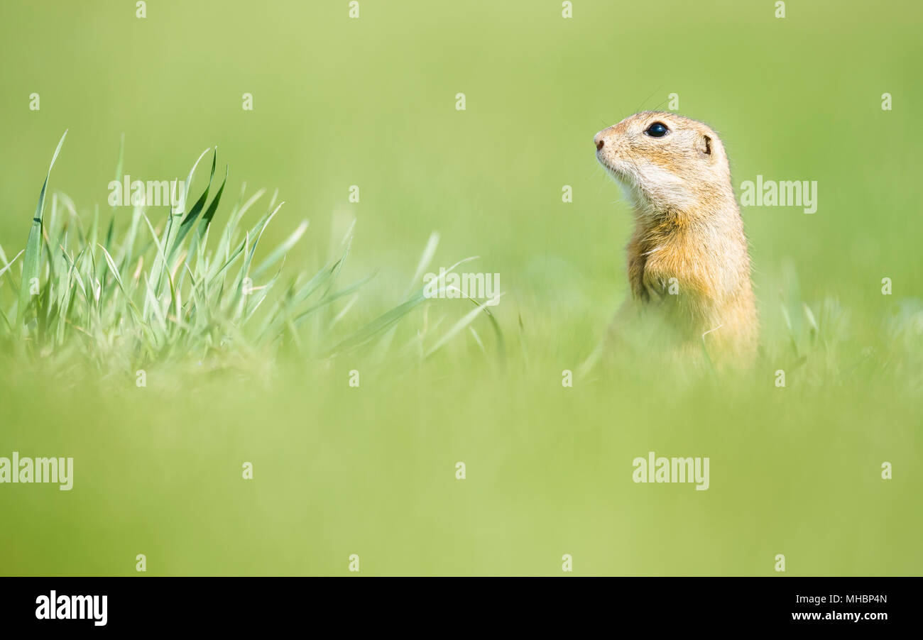 Suslik (Spermophilus) in prato, nel Parco Nazionale del lago di Neusiedl, Seewinkel, Burgenland, Austria Foto Stock