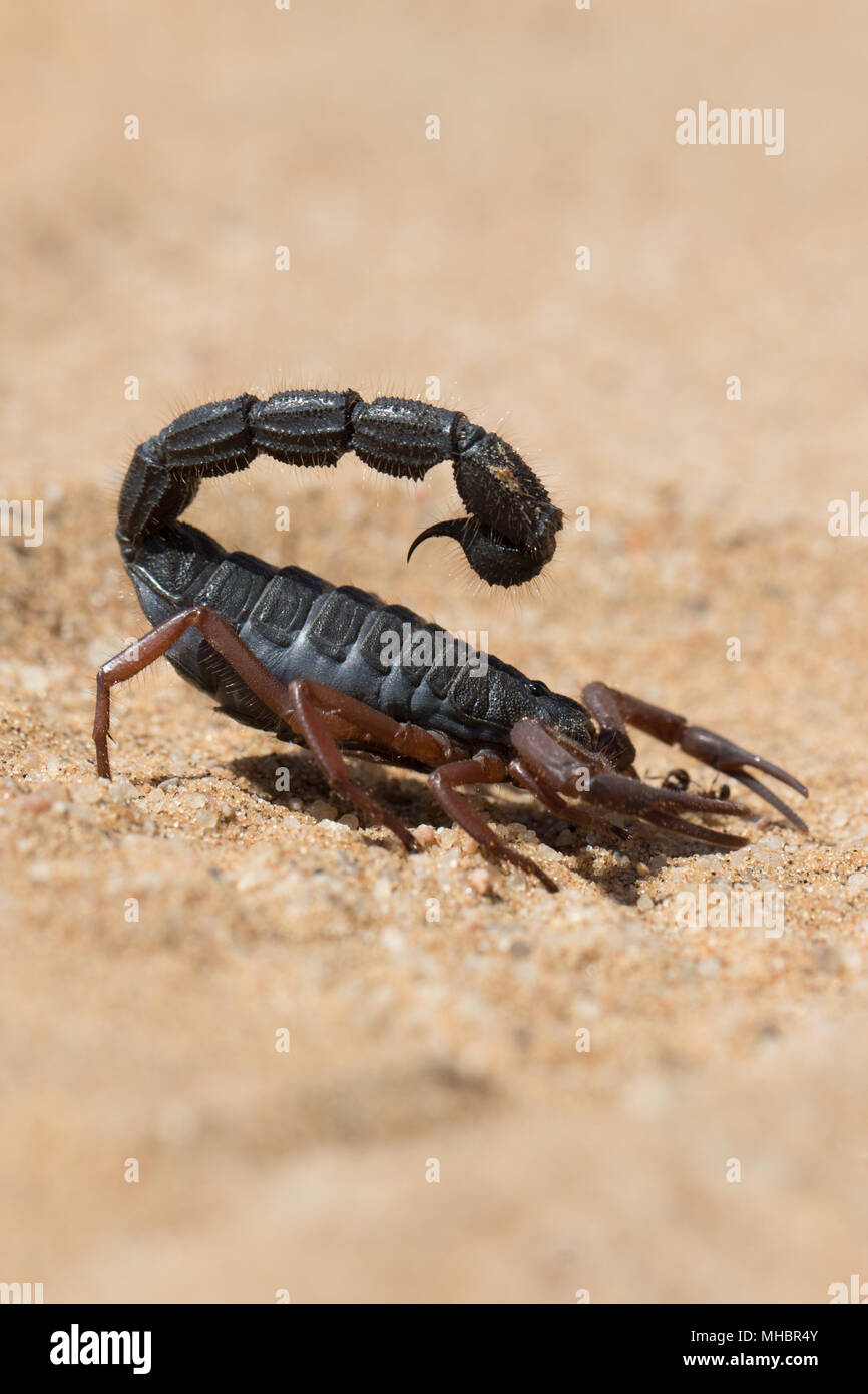 Transvaal thick-tailed scorpion (Parabuthus transvaalicus) nel deserto di sabbia, Parco Namib-Naukluft, Namibia Foto Stock