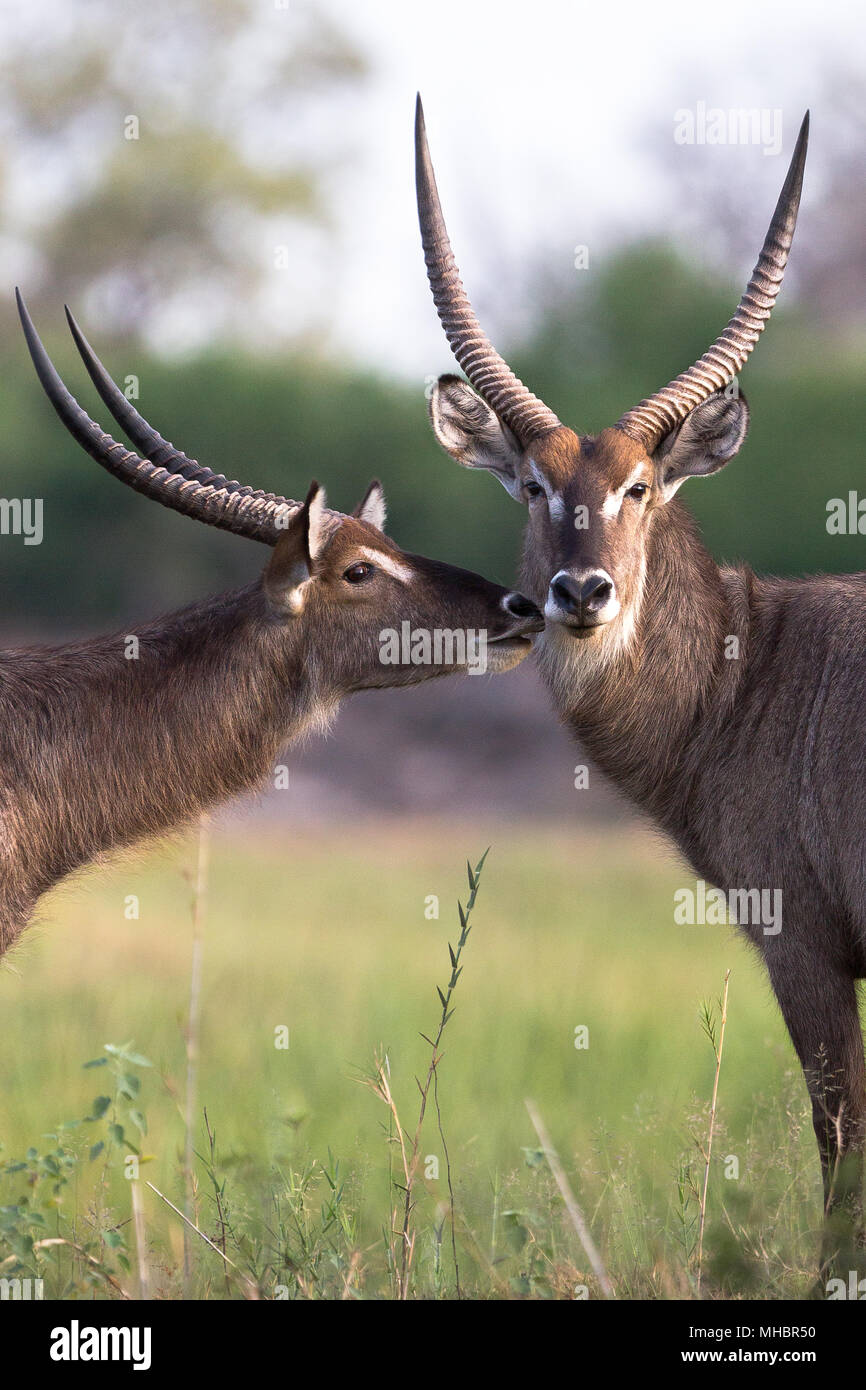 Waterbucks (Kobus ellipsiprymnus) sniff ogni altro, Caprivi, Namibia Foto Stock