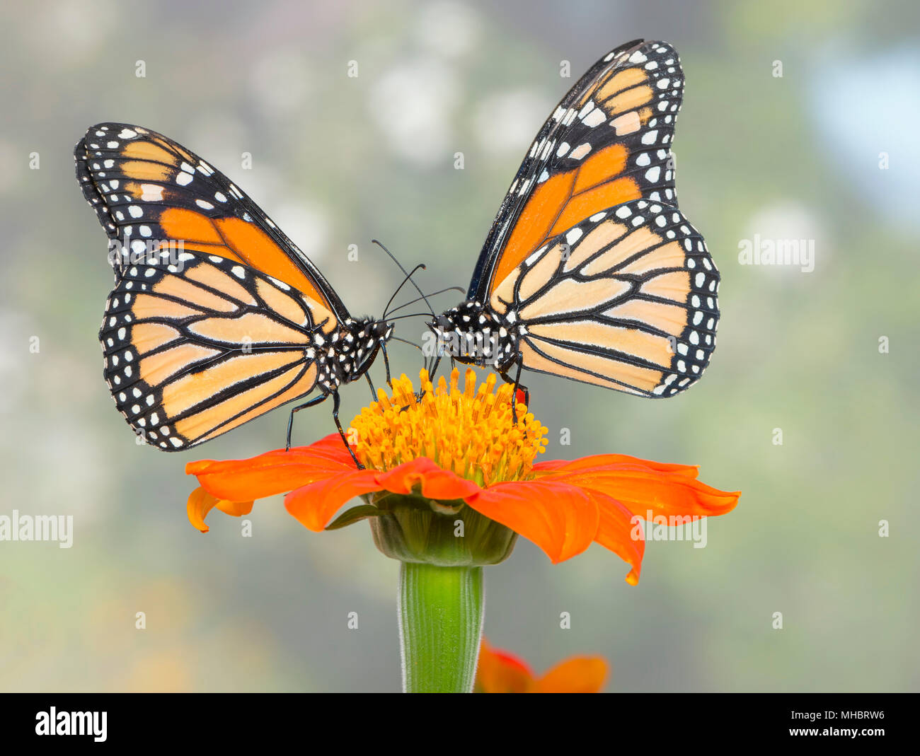 Farfalle monarca Danaus Plexippus coppia alimentazione su un Tithonia flower - Vista laterale Foto Stock