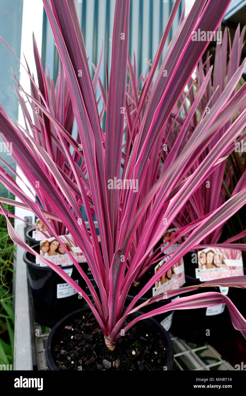 Passione rosa Cordyline Foto Stock