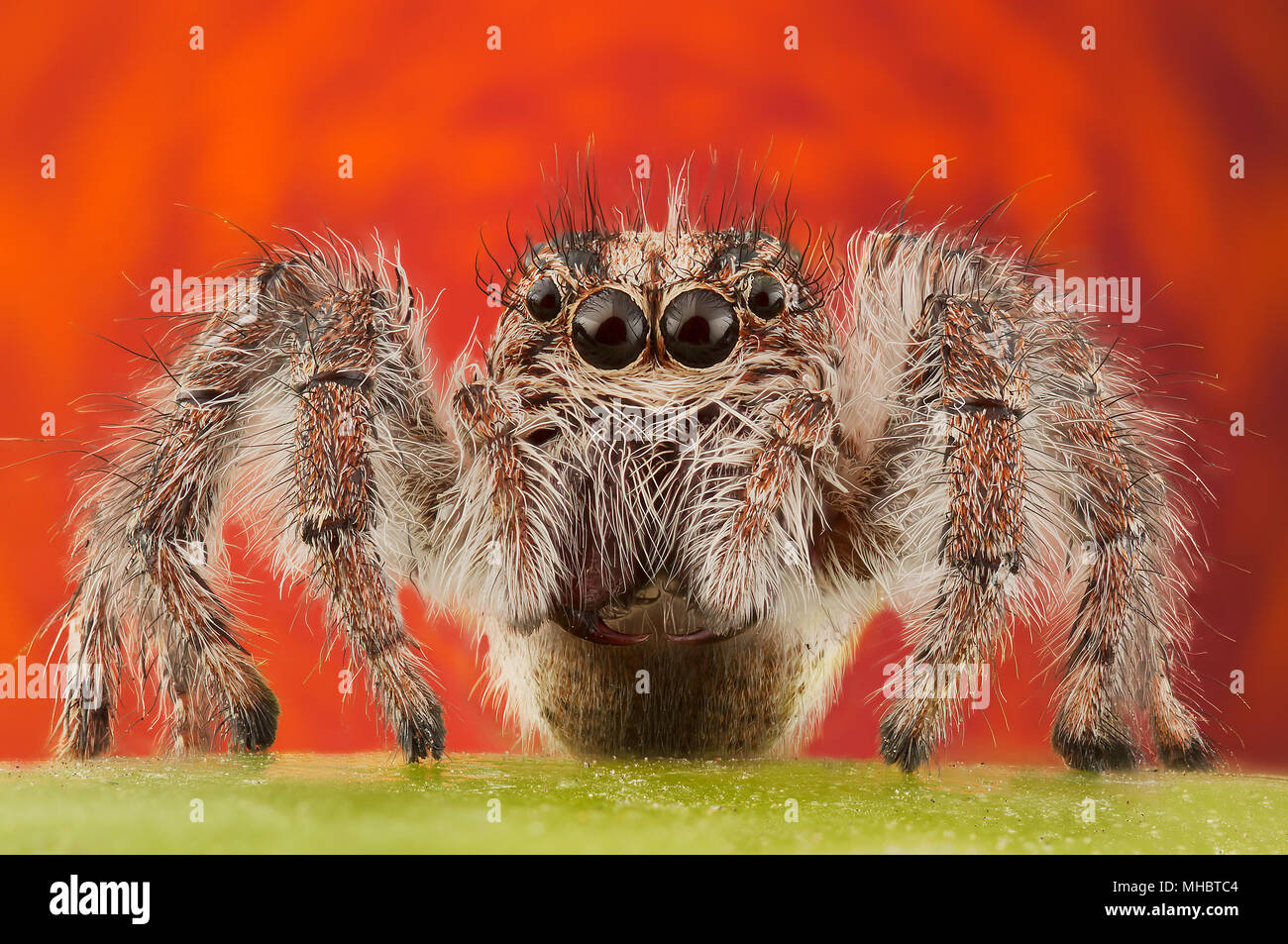 Jumping spider - salticidae Foto Stock