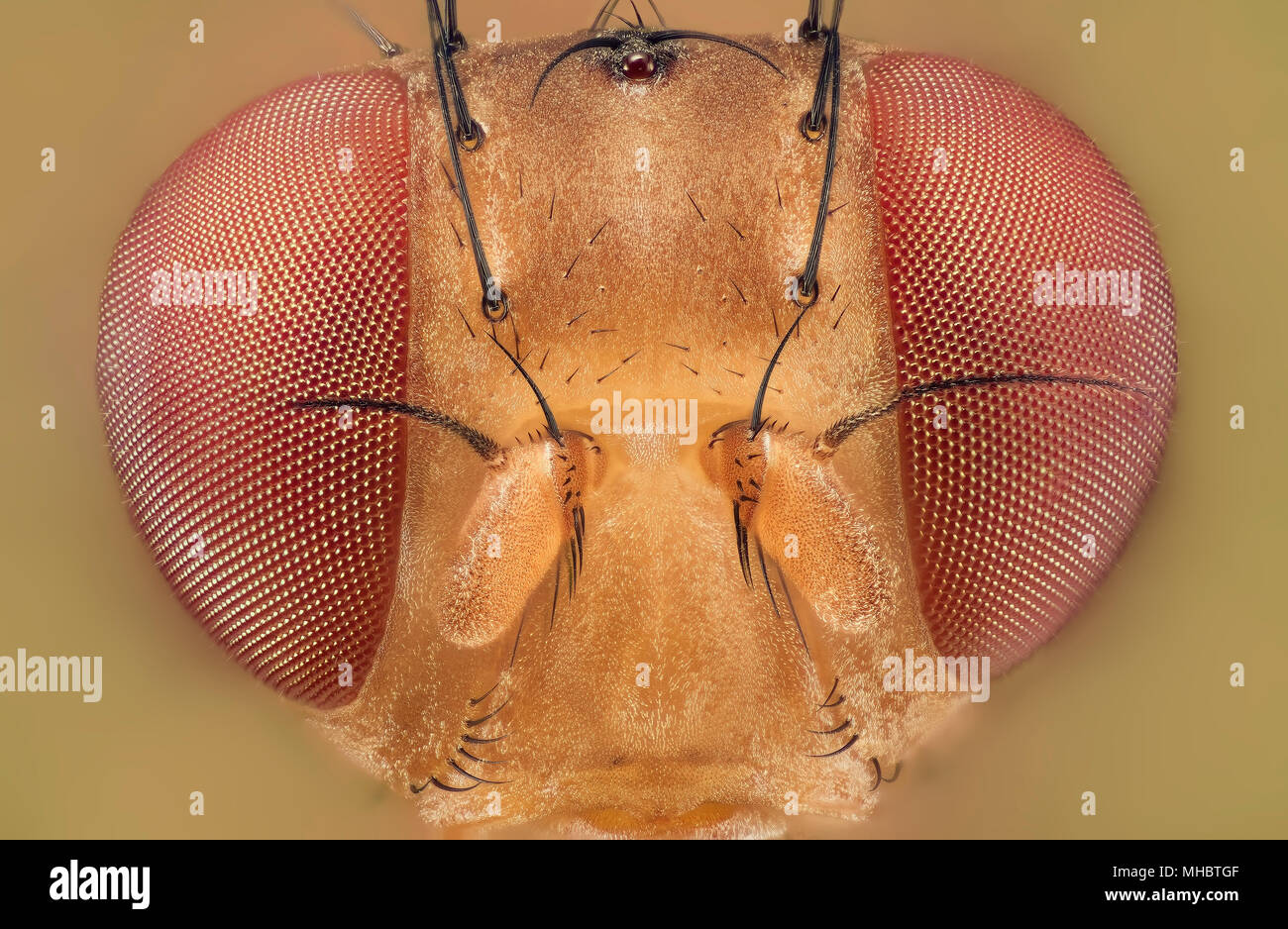 Mosca della frutta Foto Stock