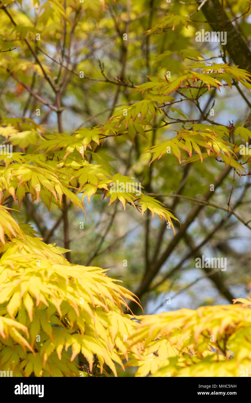 Acer palmatum "Orange sogno". Acero giapponese sogno arancione foglie in primavera. Regno Unito Foto Stock
