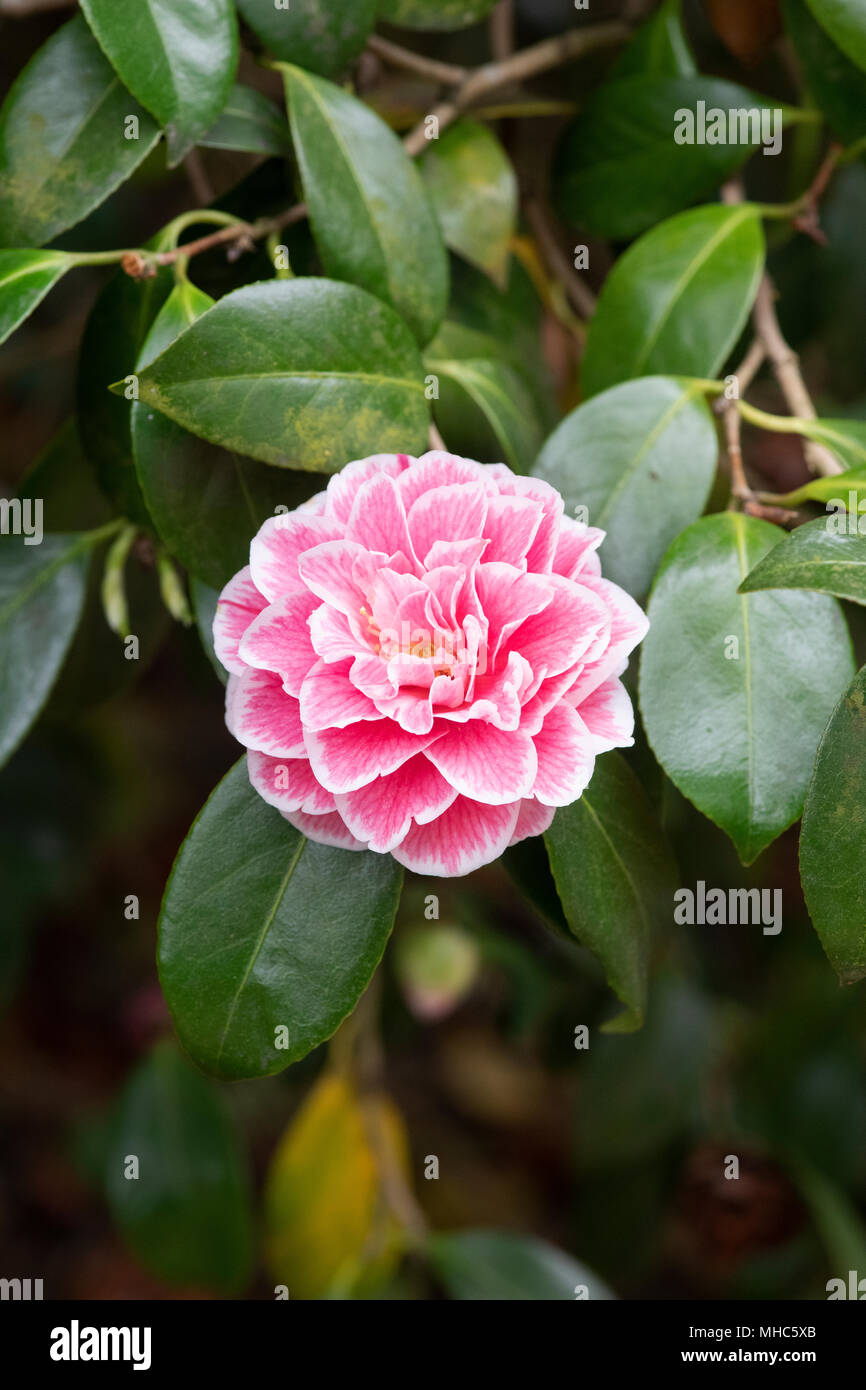 Camellia japonica 'Hikarugenji' Fiore Foto Stock