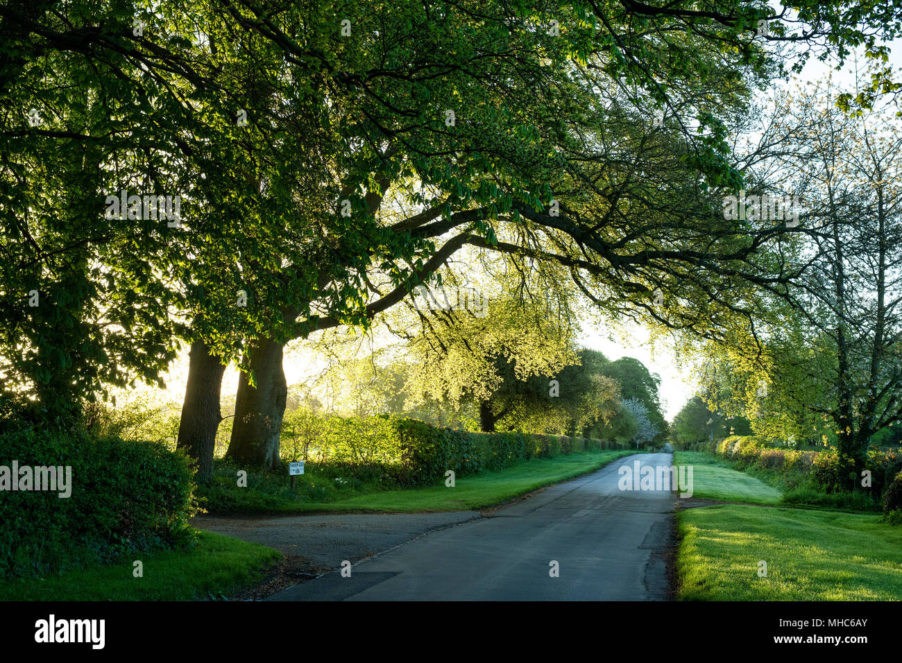 La mattina presto la luce del sole di primavera lungo la strada di un paese vicino Sarsden, Cotswolds, Oxfordshire, Regno Unito Foto Stock
