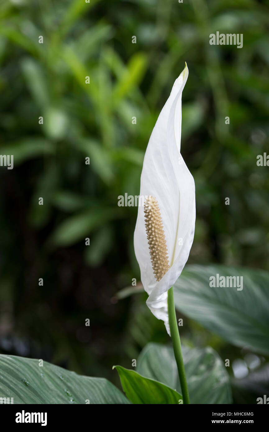 Spathiphyllum cochlearispathum. Giglio di pace all'interno della serra RHS Wisley Gardens, Surrey, Regno Unito Foto Stock