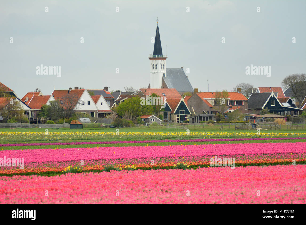 Campi di fiori con colorati tulipani in Den Hoorn sull isola di Texel, Olanda. Bollenvelden. Foto Stock