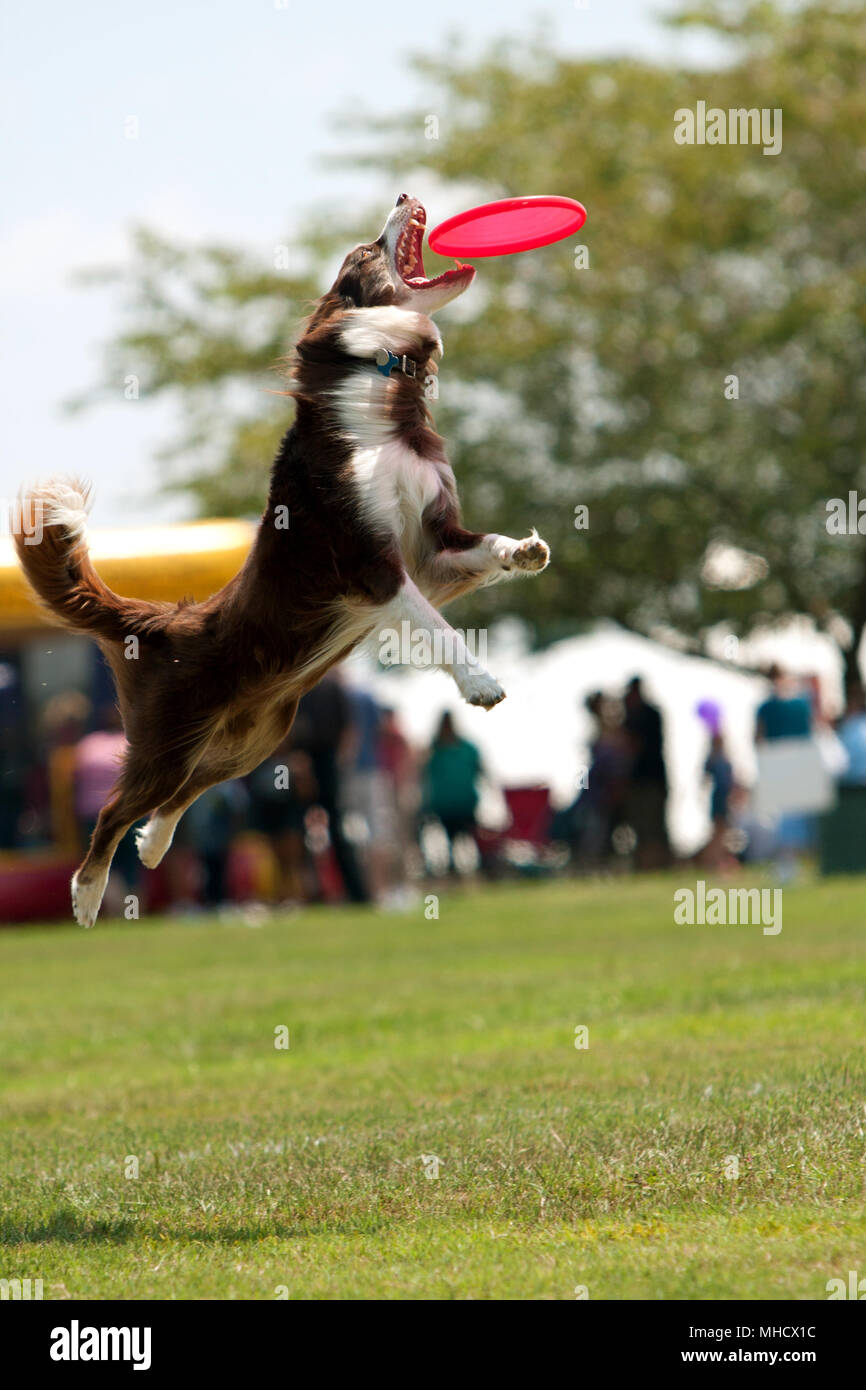 Cane salti e apre la bocca per la cattura di Frisbee Foto Stock