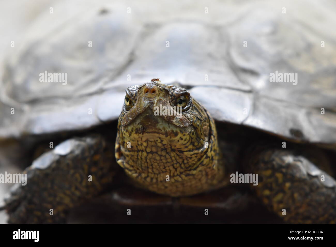 Un Western Pond Turtle bagni di sole su un log in Jewel Lake, Tilden Park, SF Bay Area, CA. Foto Stock