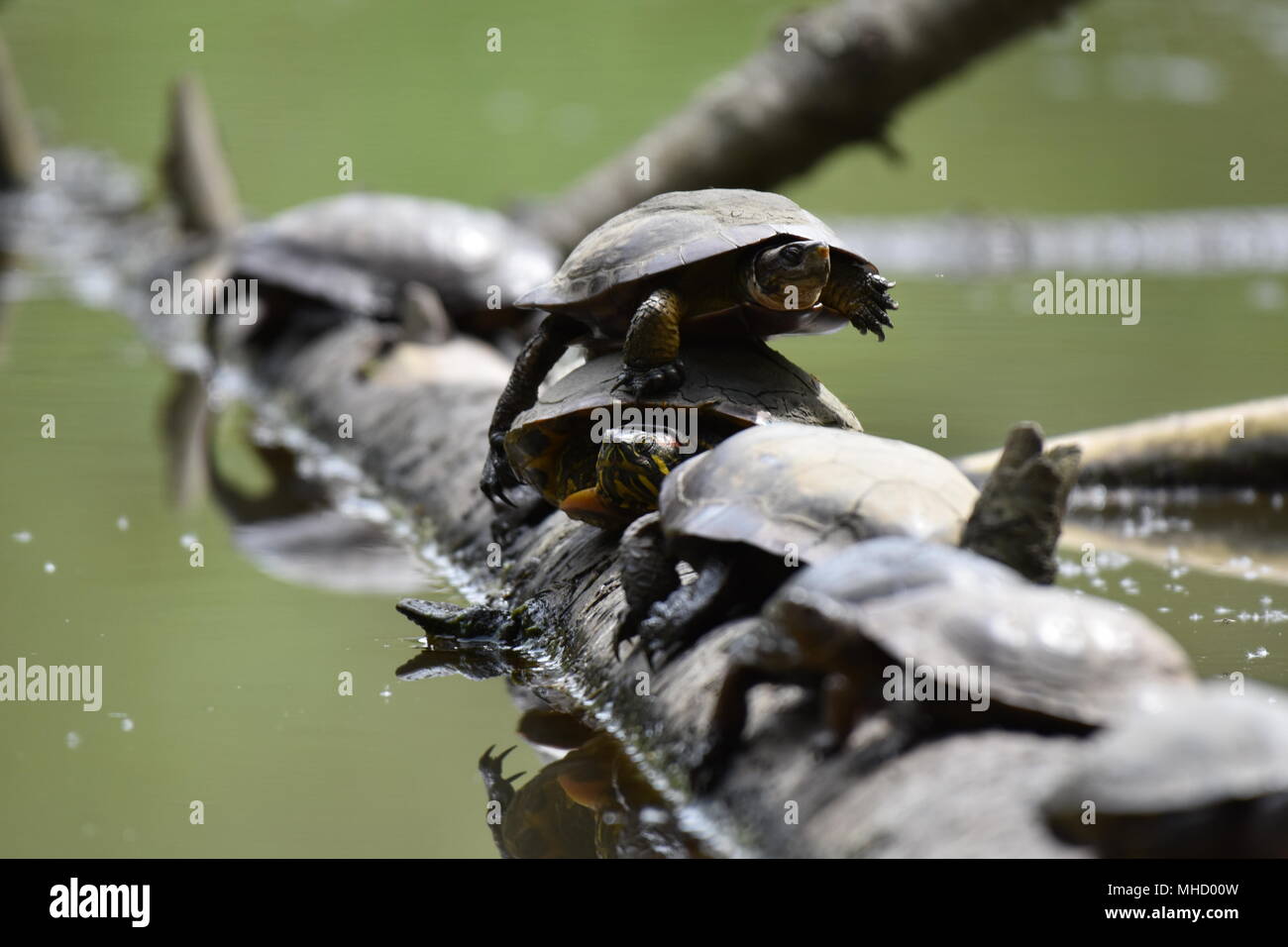 Western Pond tartarughe e cursori Red-Eared (tartaruga) play turtle impilare su un log in Jewel Lake, Tilden Park, SF Bay Area, CA. Foto Stock