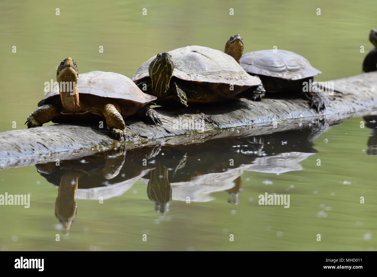Western Pond tartarughe e cursori Red-Eared (tartaruga) play turtle impilare su un log in Jewel Lake, Tilden Park, SF Bay Area, CA. Foto Stock