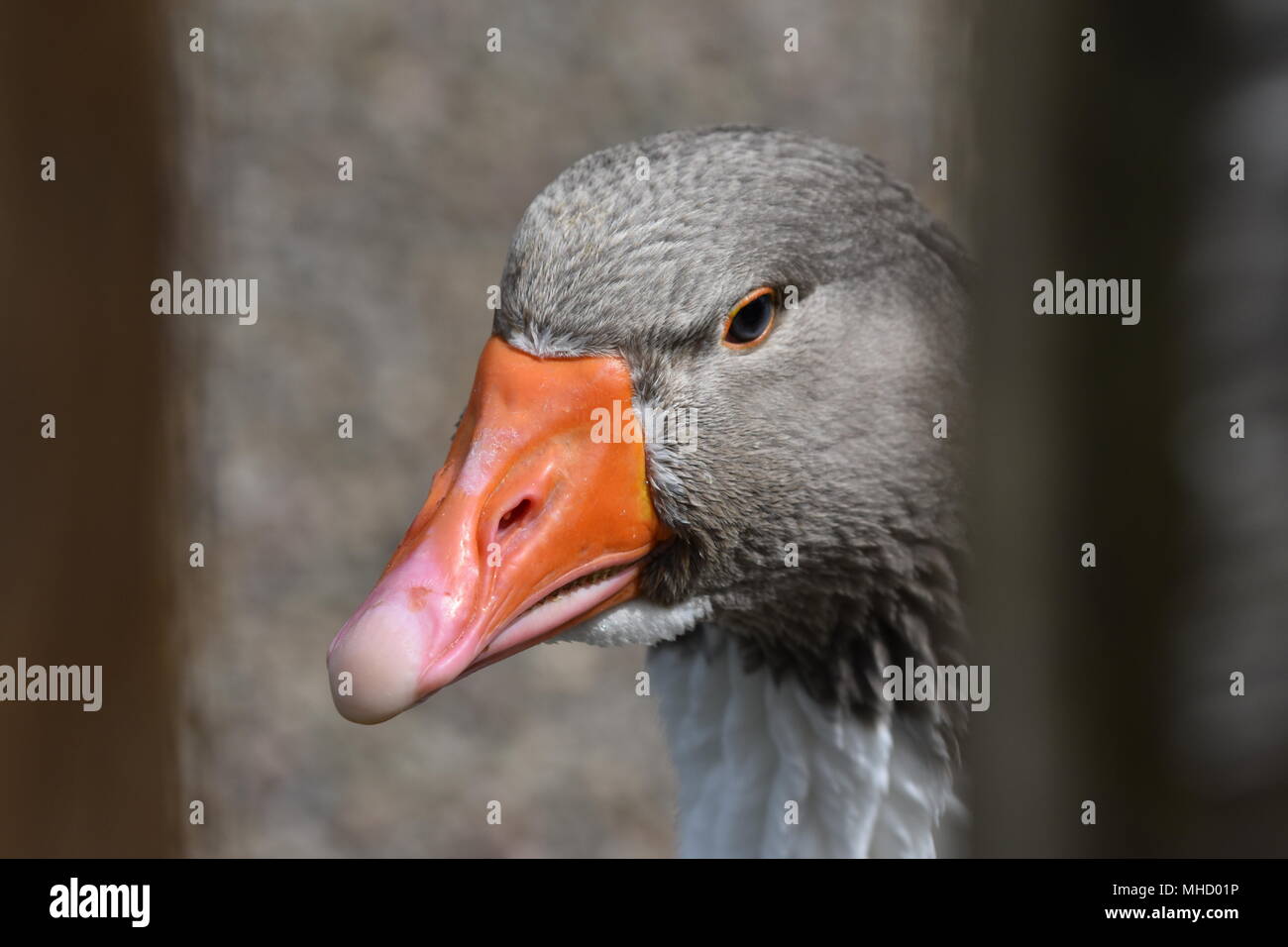 Un Graylag oca addomesticata di tentare di spaventare il fotografo a piccola fattoria, Tilden Park, SF Bay Area, California. Foto Stock