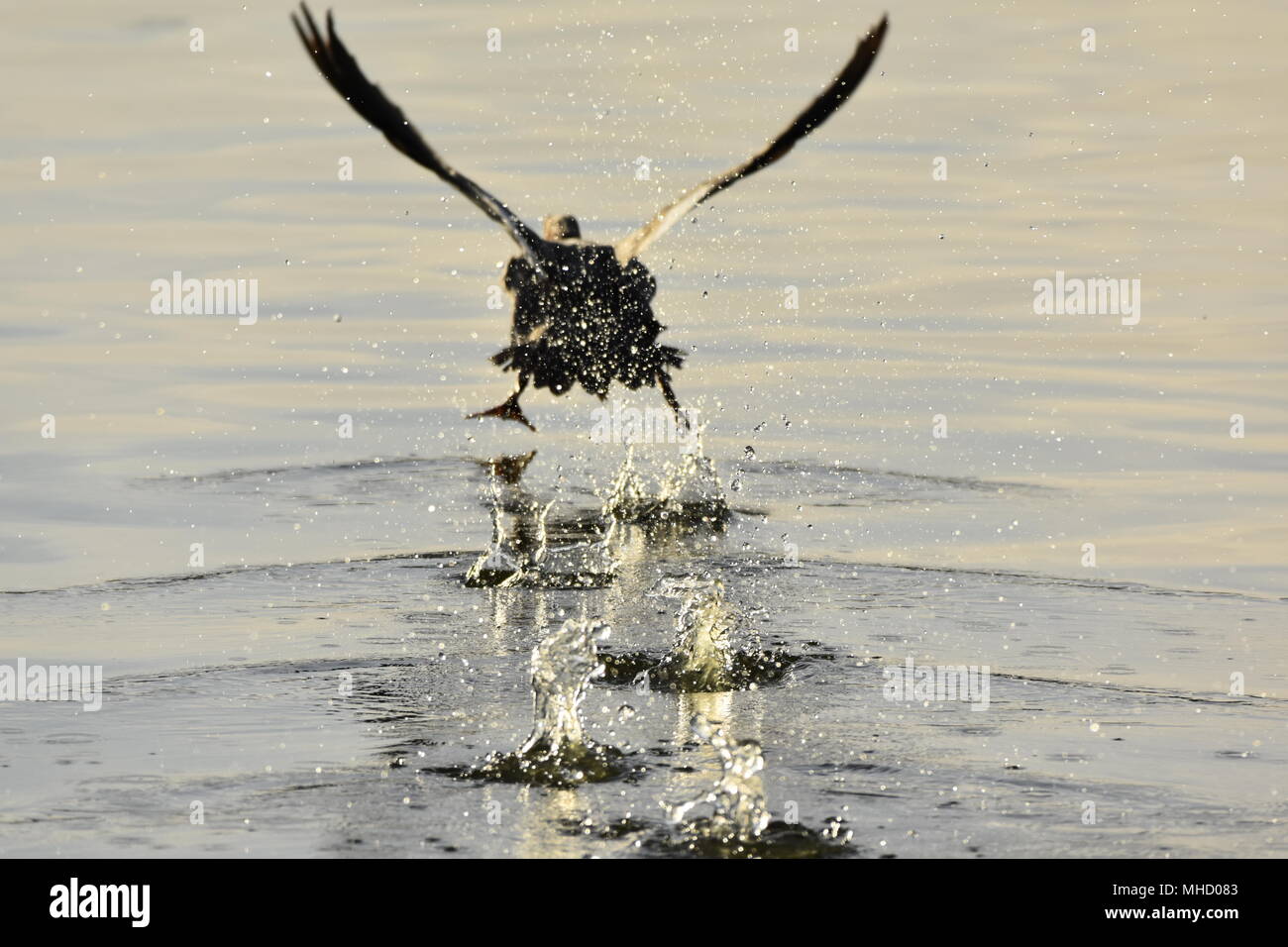 Un anatra sollevare la superficie dello stagno, spruzzi d'acqua e invio di increspature di tutto! Las Gallinas assorbenti stagni, San Rafael, CA. Foto Stock