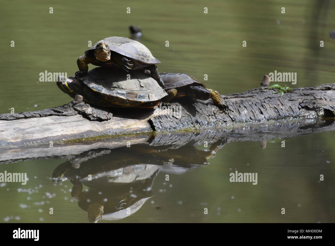 Western Pond tartarughe e cursori Red-Eared (tartaruga) play turtle impilare su un log in Jewel Lake, Tilden Park, SF Bay Area, CA. Foto Stock