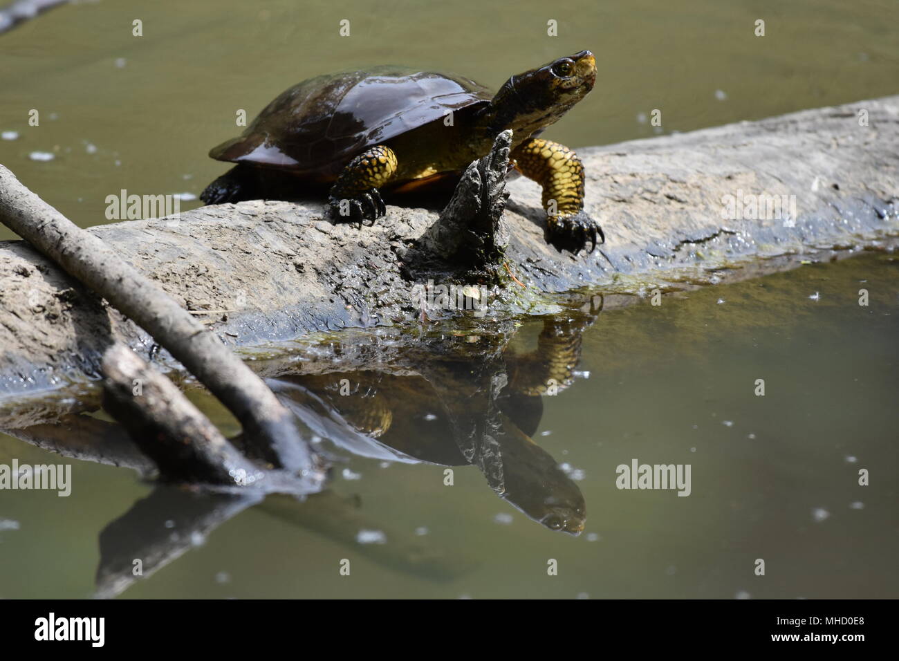 Un Western Pond Turtle bagni di sole su un log in Jewel Lake, Tilden Park, SF Bay Area, CA. Foto Stock