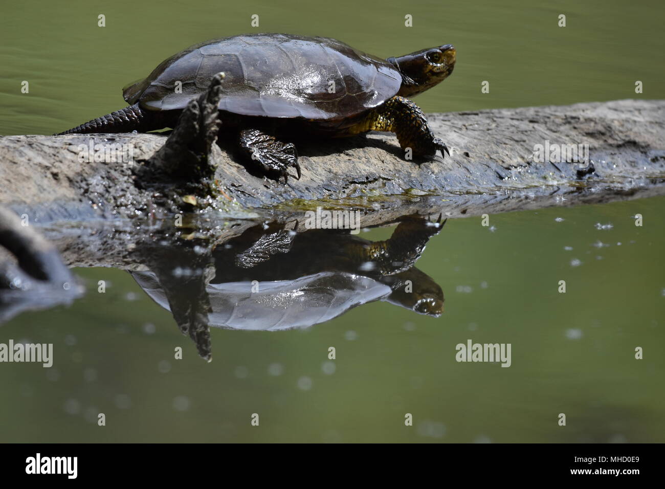 Un Western Pond Turtle bagni di sole su un log in Jewel Lake, Tilden Park, SF Bay Area, CA. Foto Stock