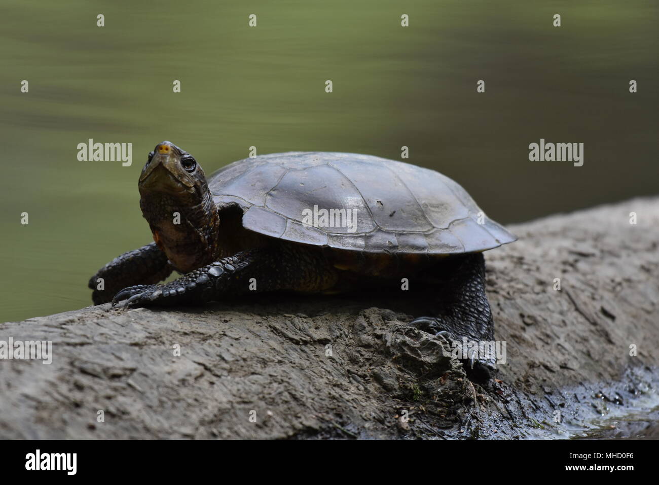 Un Western Pond Turtle bagni di sole su un log in Jewel Lake, Tilden Park, SF Bay Area, CA. Foto Stock