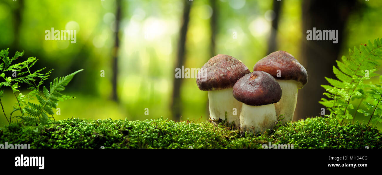 I funghi che crescono in foresta Foto Stock