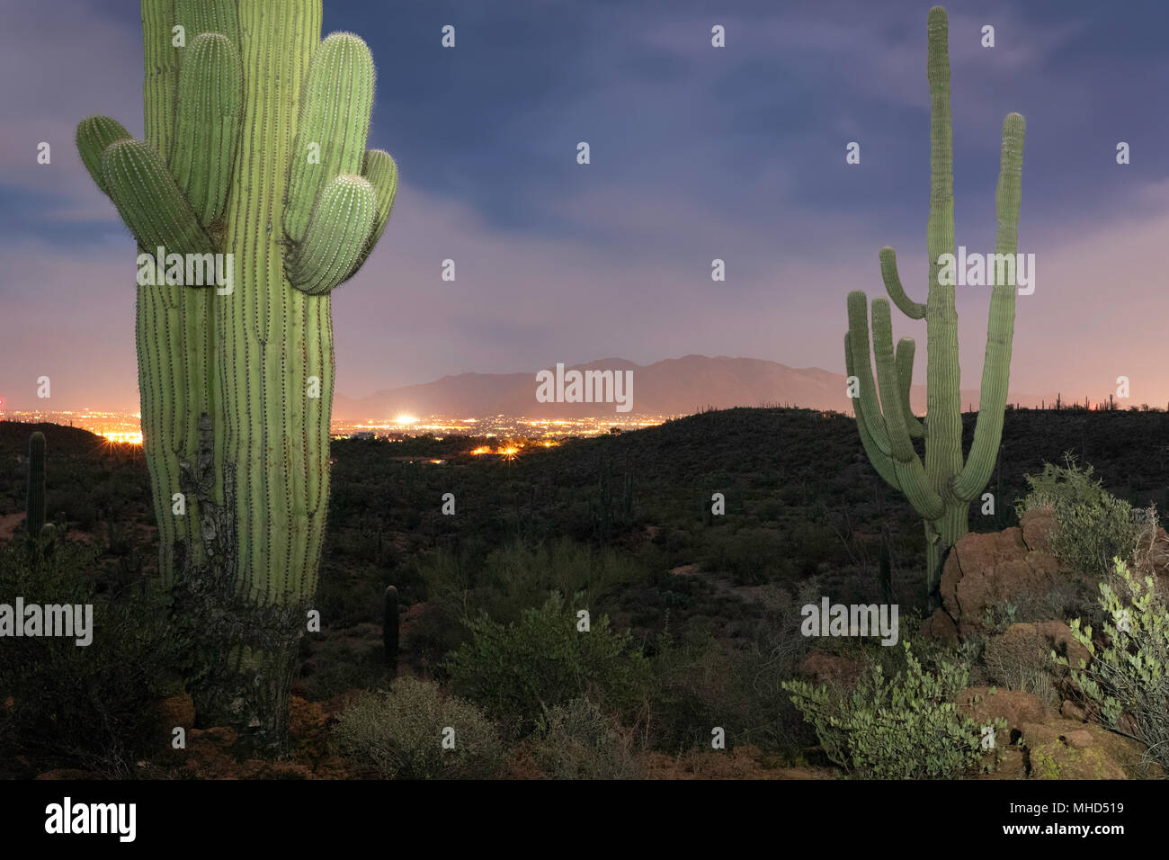 Cactus Saguaro (Carnegiea gigantea) la sera con le luci della città in lontananza,Tucson, Arizona Foto Stock