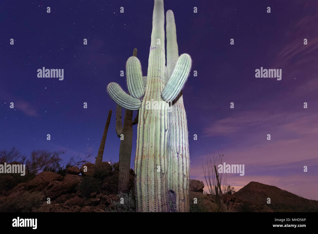 Luce dipinta cactus Saguaro (Carnegiea gigantea) con stelle al crepuscolo, Tucson, Arizona Foto Stock