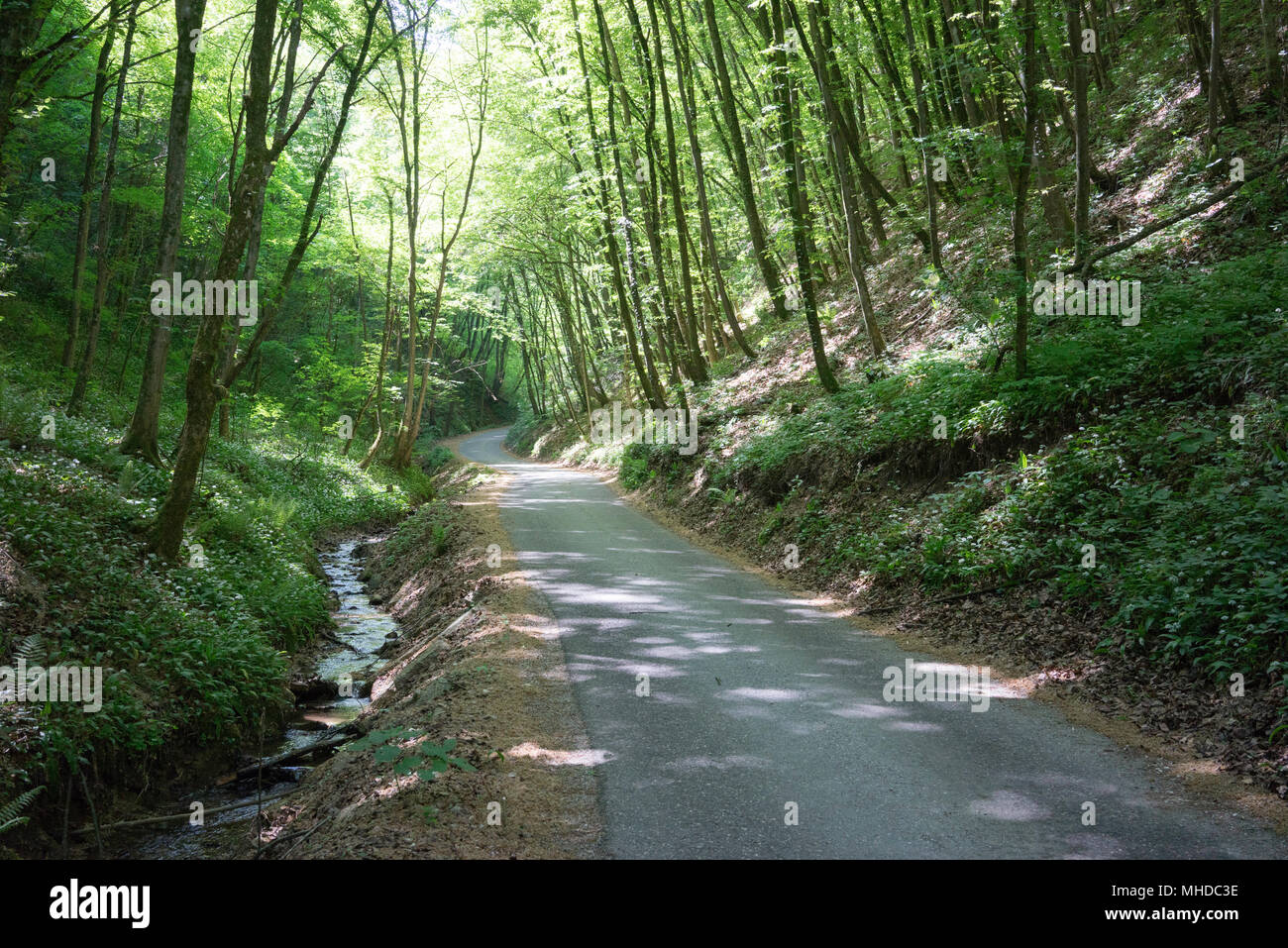 Strada mediante la molla di acqua attraverso la foresta Foto Stock