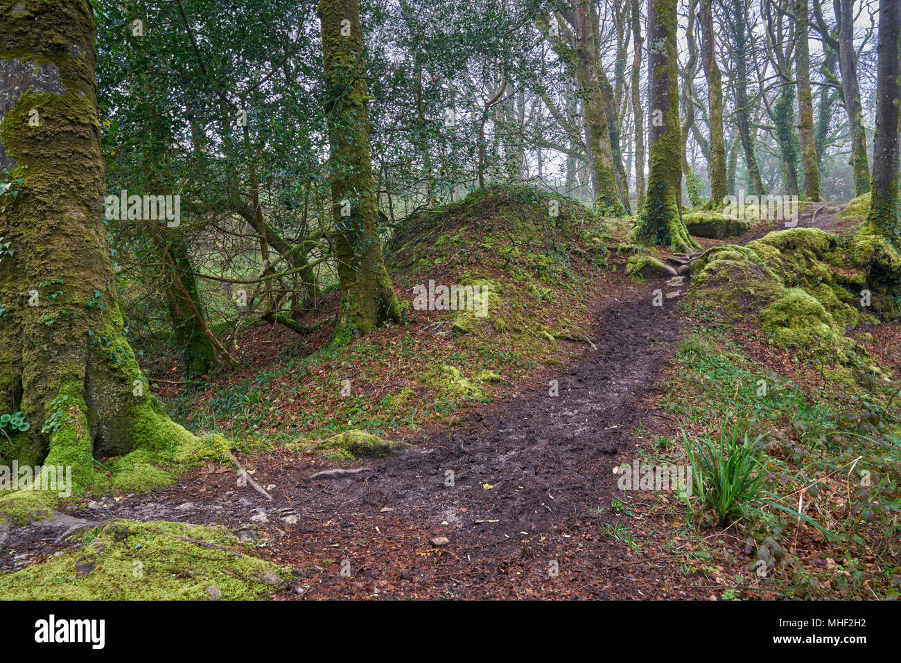 Boschi Trevaylor Penzance Cornwall Regno Unito. Splendido bosco in West Cornwall contiene un flusso, moss alberi coperti, massi, e misteriosi percorsi Foto Stock