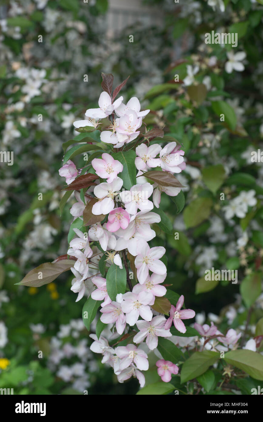 La molla di rosa fiori di apple nel giardino closeup Foto Stock