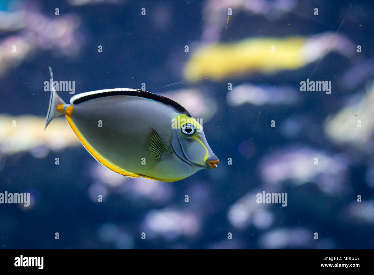 Pesce in un acquario Foto Stock