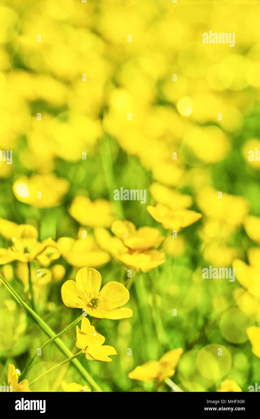 Campo di ranuncolo giallo dei fiori in estate Foto Stock